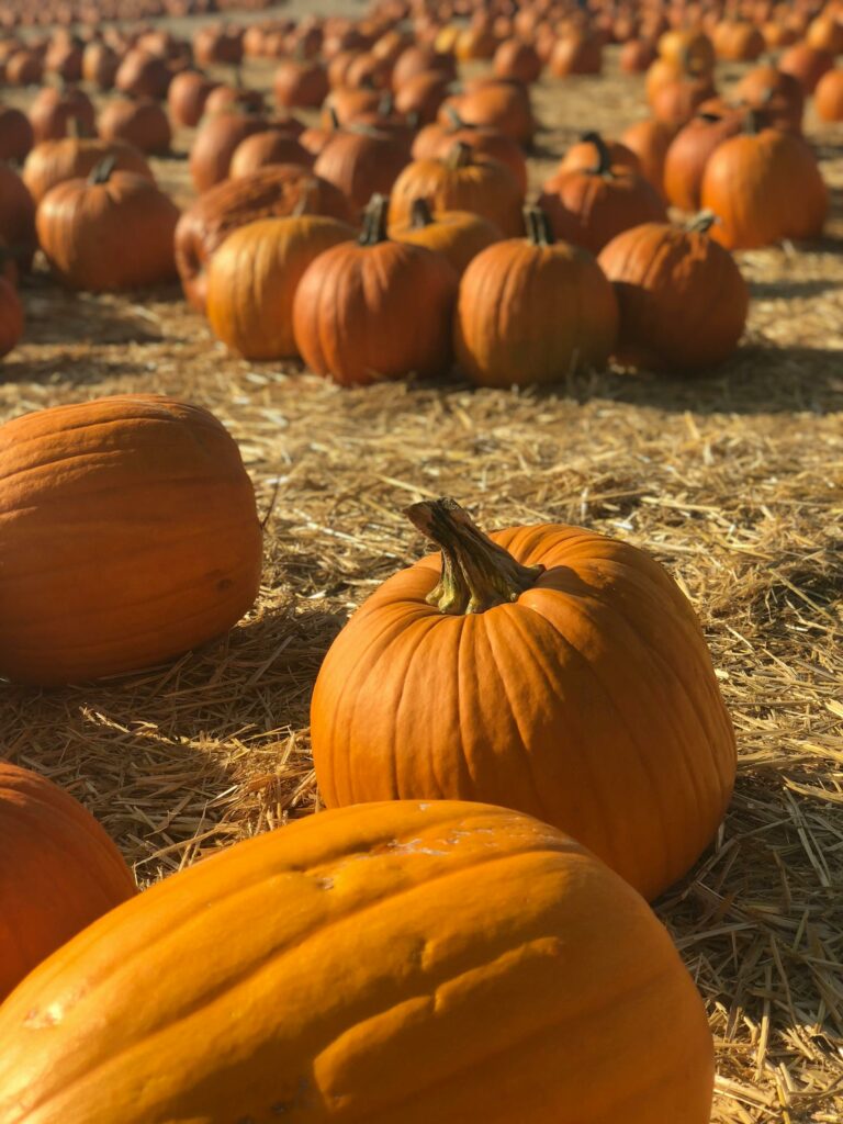 Pumpkin patch, harvest festival